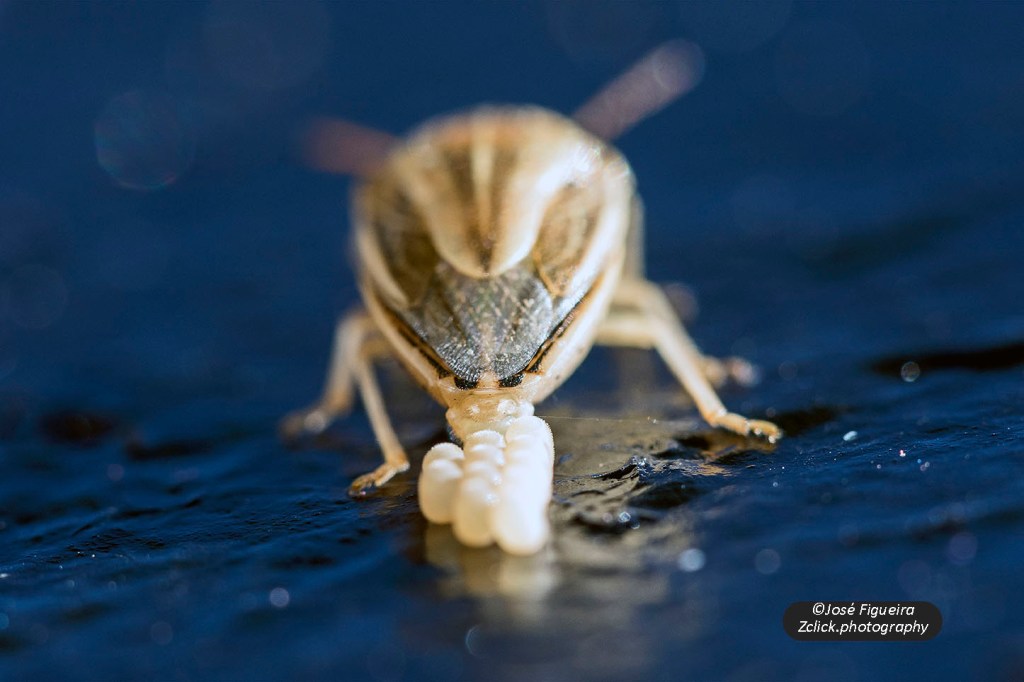 “A desova – The spawning”