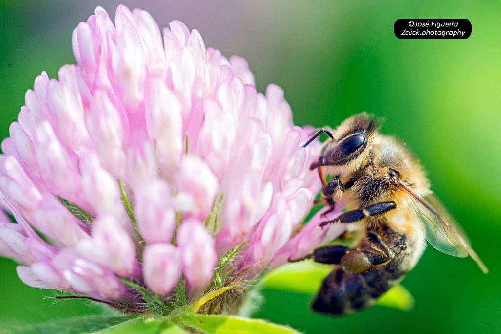 “Abelha: espécie em risco de extinção! – Bee: a species at risk of&nbsp;extinction!“