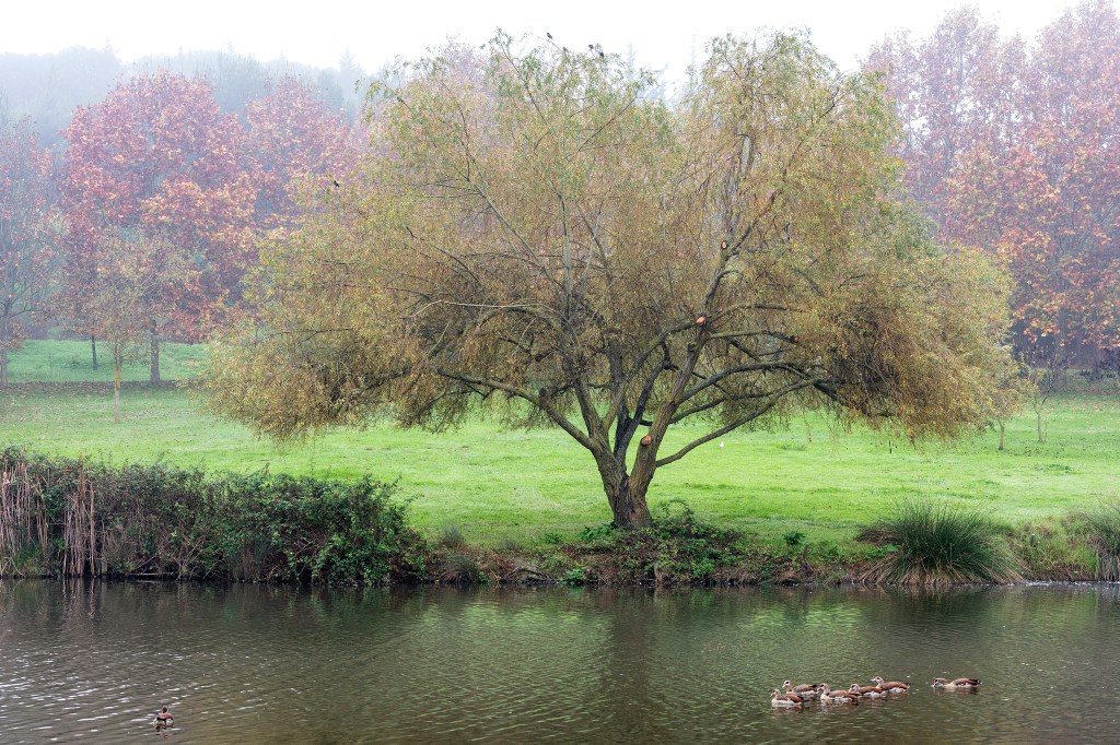 “Bucólico… – Bucolic…”