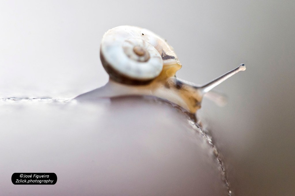 “Caracol… – Snail…”