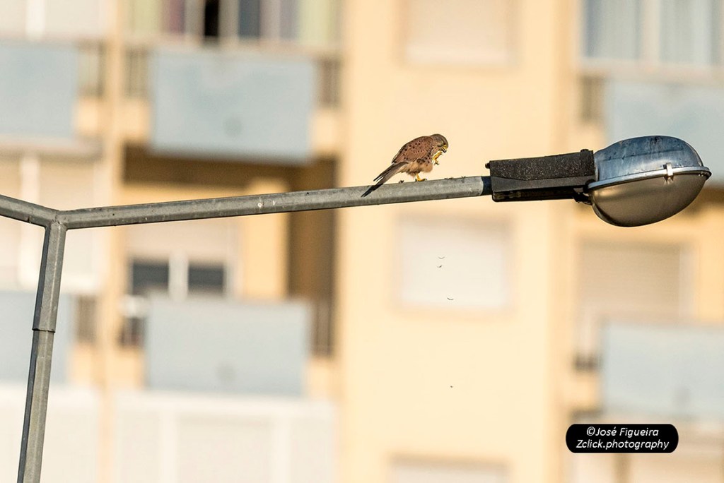 “Depois do repasto, palitar os dentes e limpar as mãos – After eating, pick your teeth and clean your hands.”