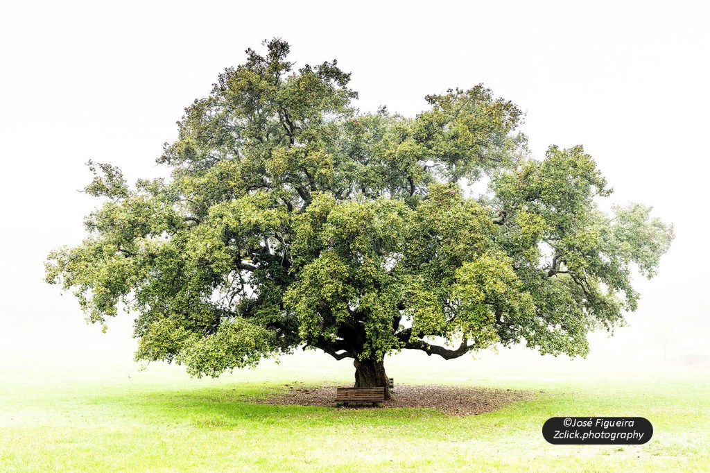 “Ensaio sobre uma Árvore – Essay on a Tree”