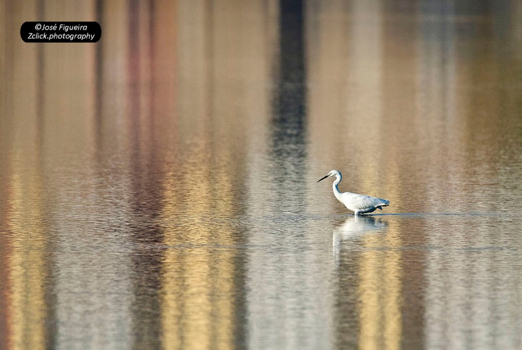 “Garça em espelho de cores – Heron in mirror of&nbsp;colors”