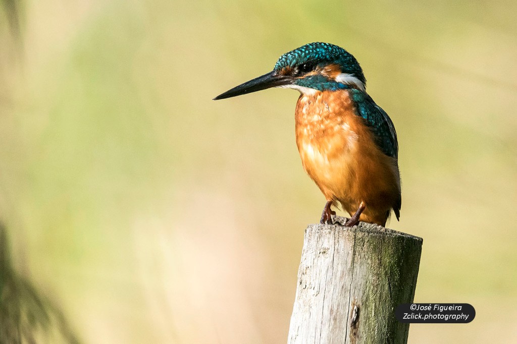 “Guarda-Rios – Kingfisher”