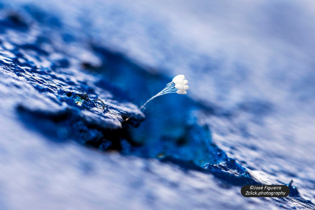 “Líquen branco sobre coração azul – White lichen on blue&nbsp;heart”
