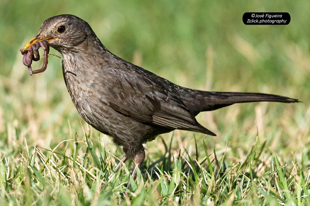 “Minhoca também é refeição – Earthworms are also a&nbsp;meal”