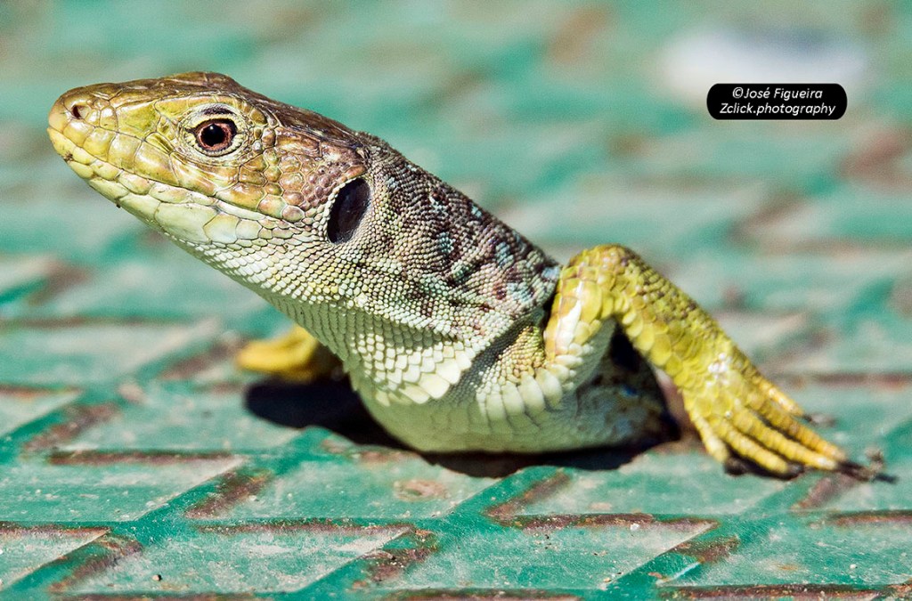 “O banho de Sol do lagarto – The Lizard’s&nbsp;Sunbathing”