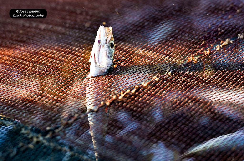 “O peixe na rede – The fish in the&nbsp;net”