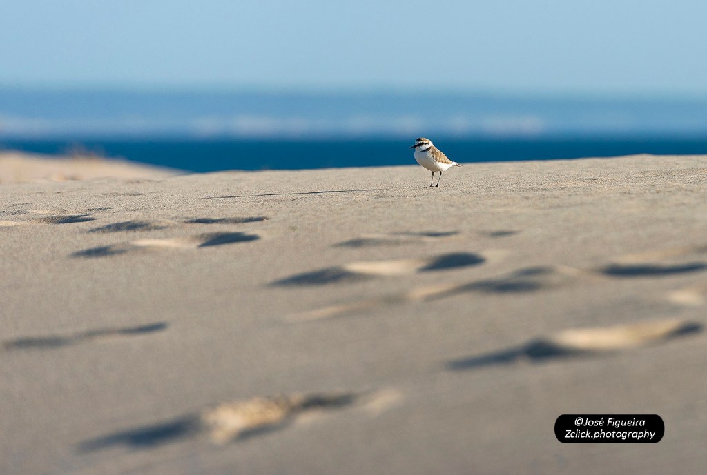 “O Senhor da Duna – The Lord of&nbsp;Dune”