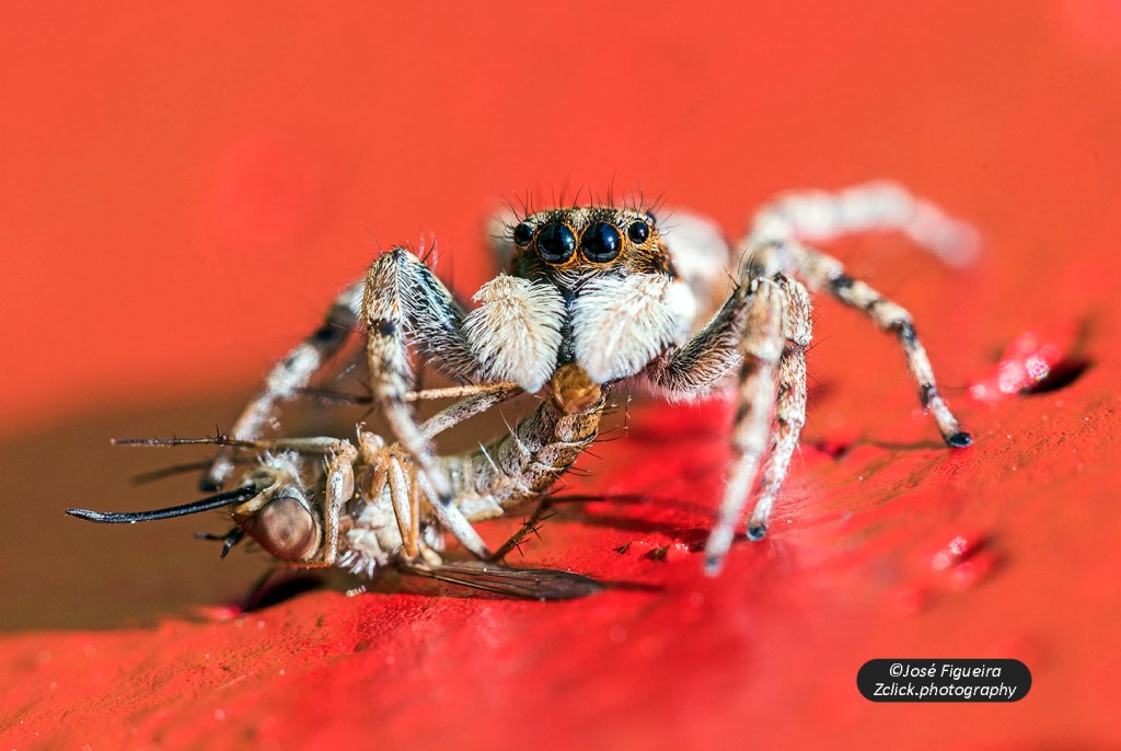 “O topo da cadeia alimentar: comer e não ser comido – The top of the food chain: eating and not being eaten”