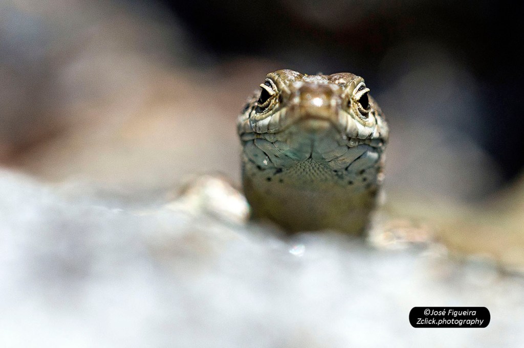“Olááá!!! – Hello!!!”