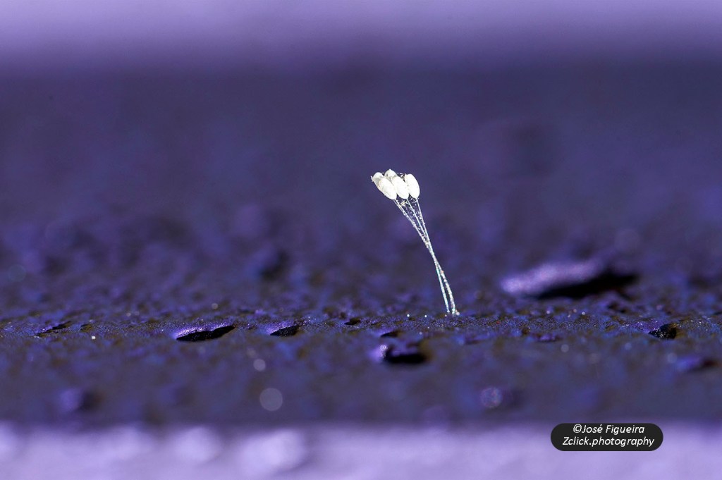 “Outras visões: líquenes e fungos – ther views: lichens and fungi”