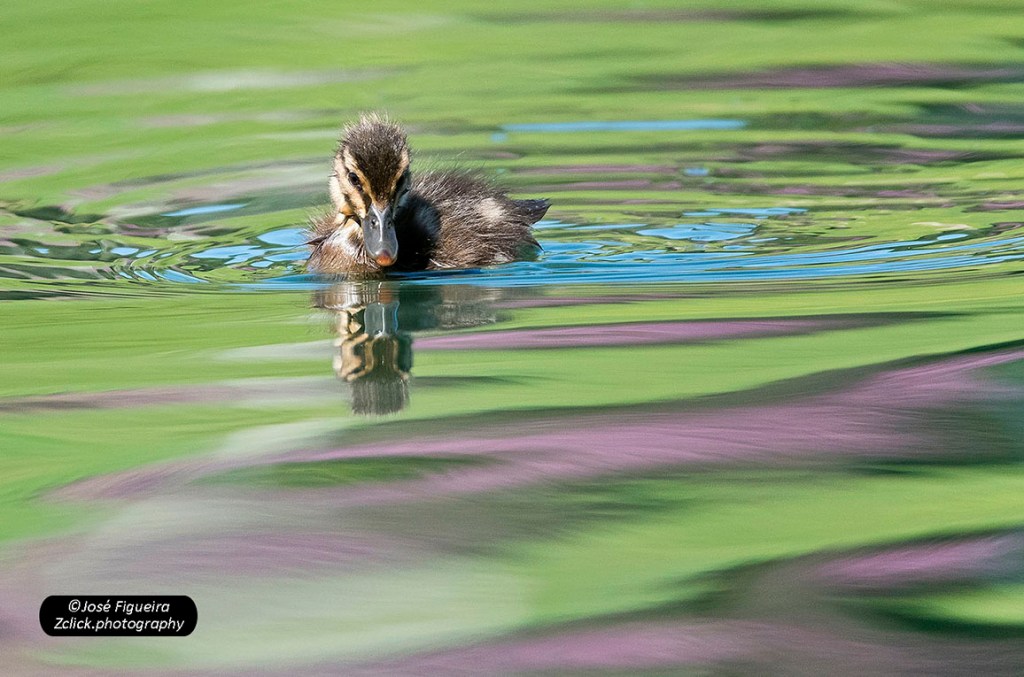 “Patinhos 2019 – Duckies 2019”