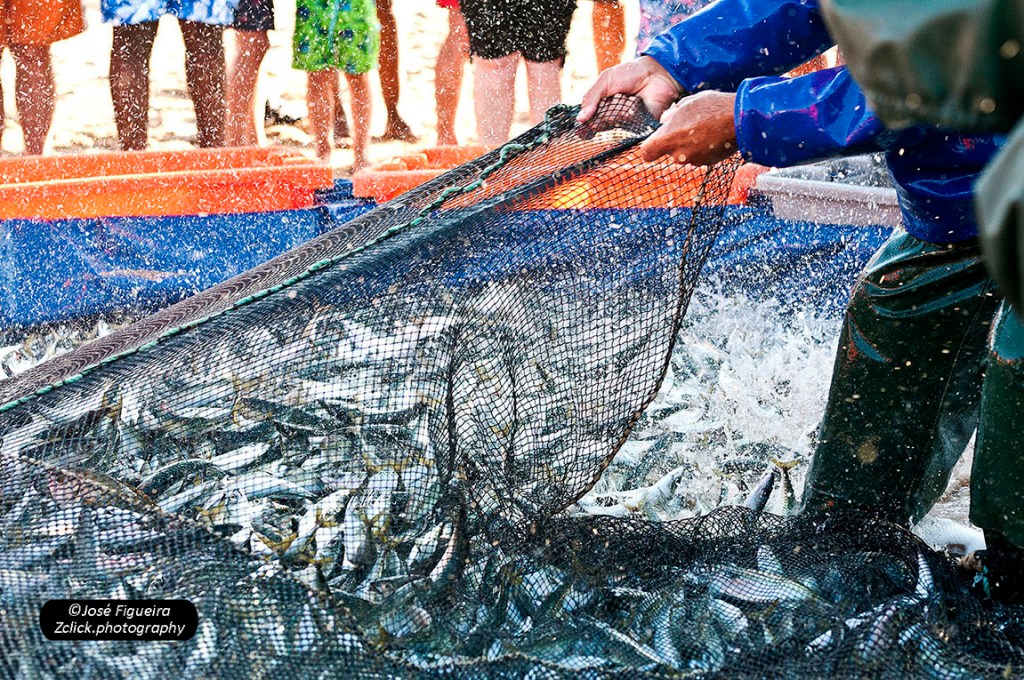 “Peixe mais fresco não há! – There is no fresher fish!”