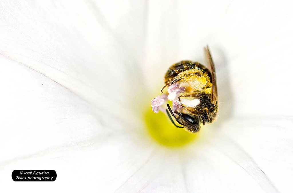 “Sobre um leito branco – On a white&nbsp;bed”