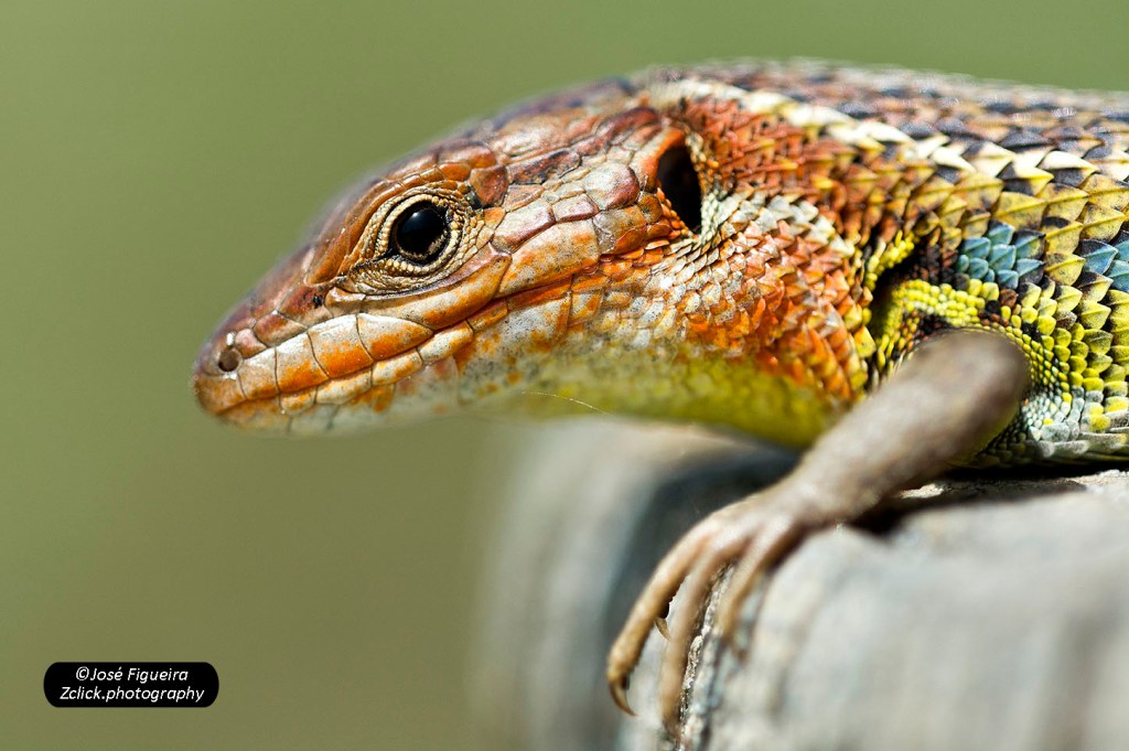 “Todo eu sou cor(es) – All of me is&nbsp;color(s)”