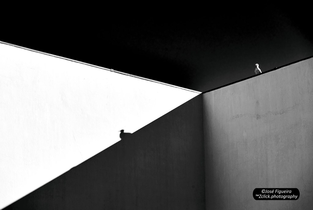 “Luz, sombras, linhas e a gaivota – Light, shadows, lines and the&nbsp;Seagull”
