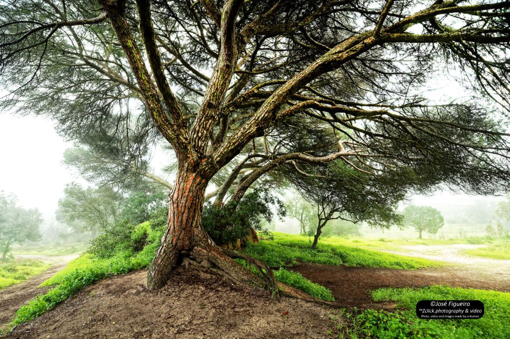 Árvore sou, inclinada mas não vergada – Tree I am, inclined but not&nbsp;curved