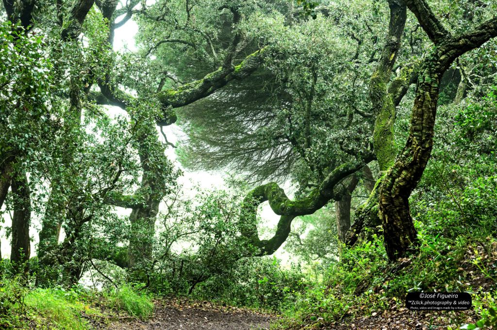 Anel Arbóreo – Arboreal&nbsp;Ring