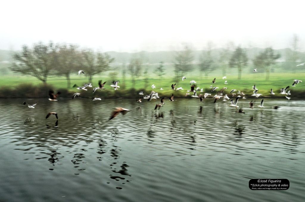 Bando de gaivotas em voo no Parque – Flock of seagulls in flight in the&nbsp;Park