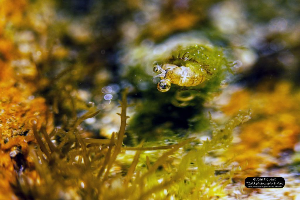 O pequeno camarão – The little&nbsp;shrimp