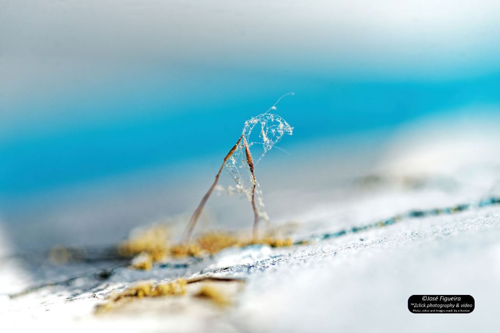 O namoro dos liquens – The courtship of&nbsp;lichens