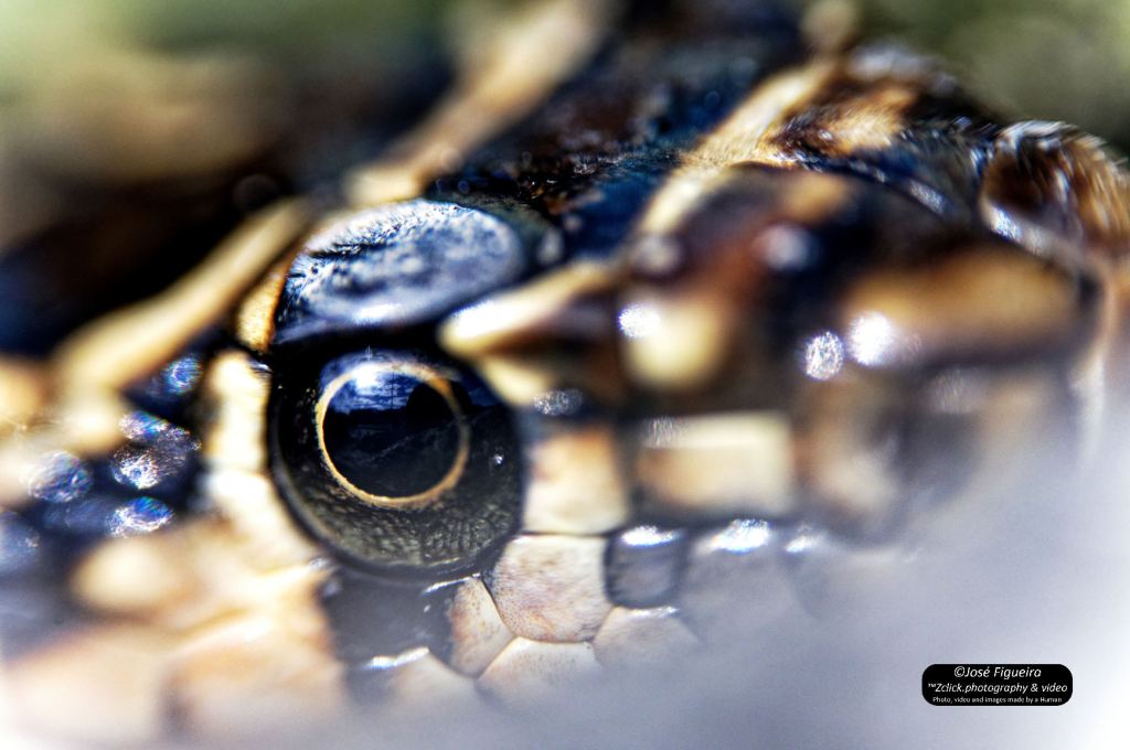 Estou de olho em ti!!! – I’m watching&nbsp;you!!!