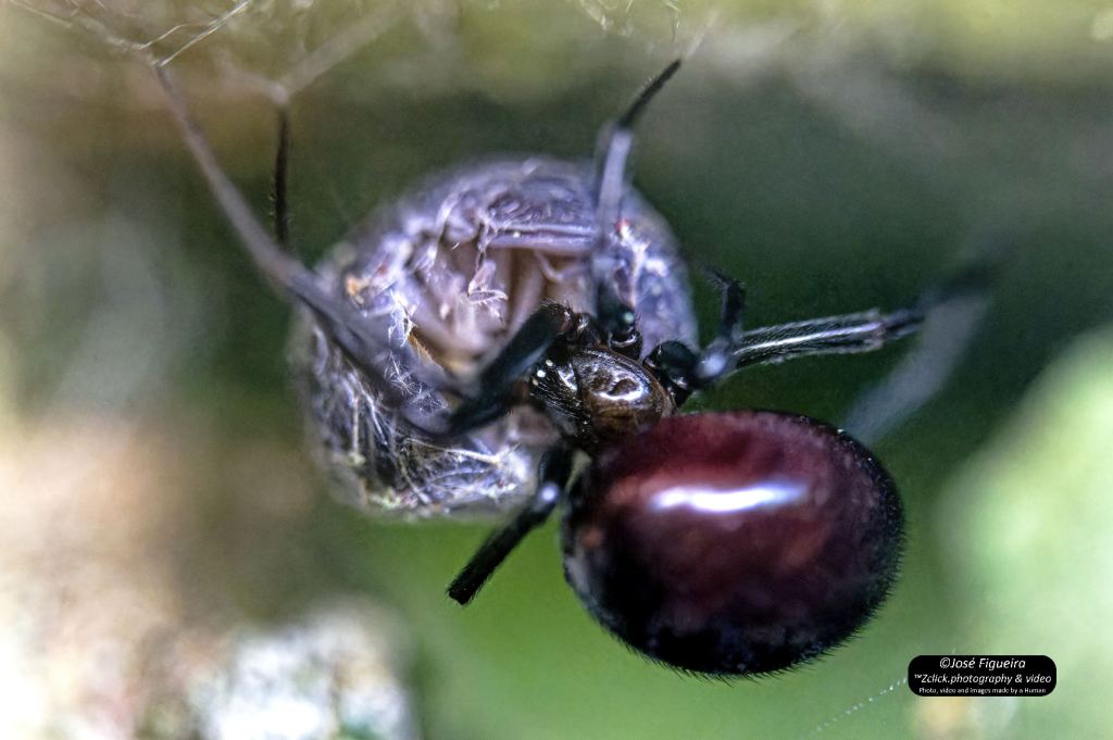A devoradora de bichos de conta – The woodlouse&nbsp;devourer