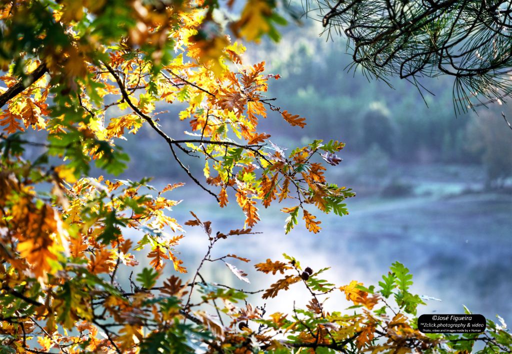 Folhas outonais – Autumn&nbsp;leaves