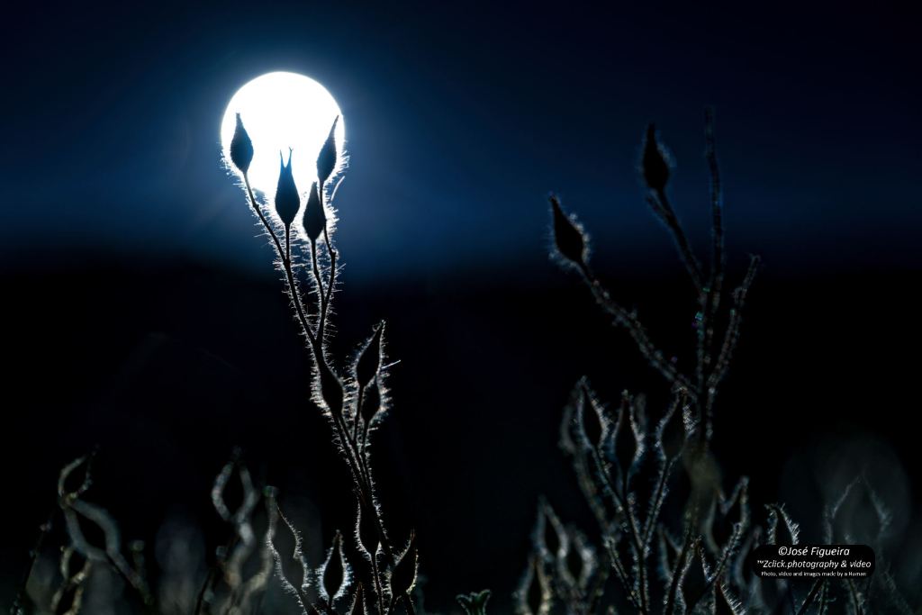 Silhuetas Heliocêntricas – Heliocentric&nbsp;Silhouettes