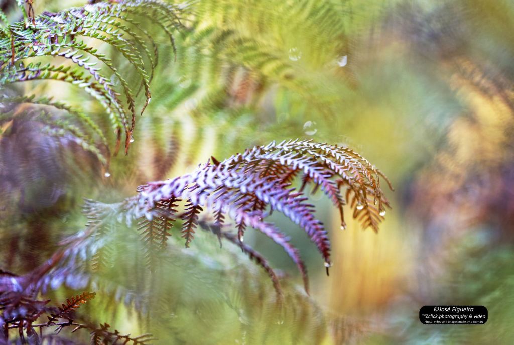 Fetos com brincos de gotas – Fetuses with drop&nbsp;earrings