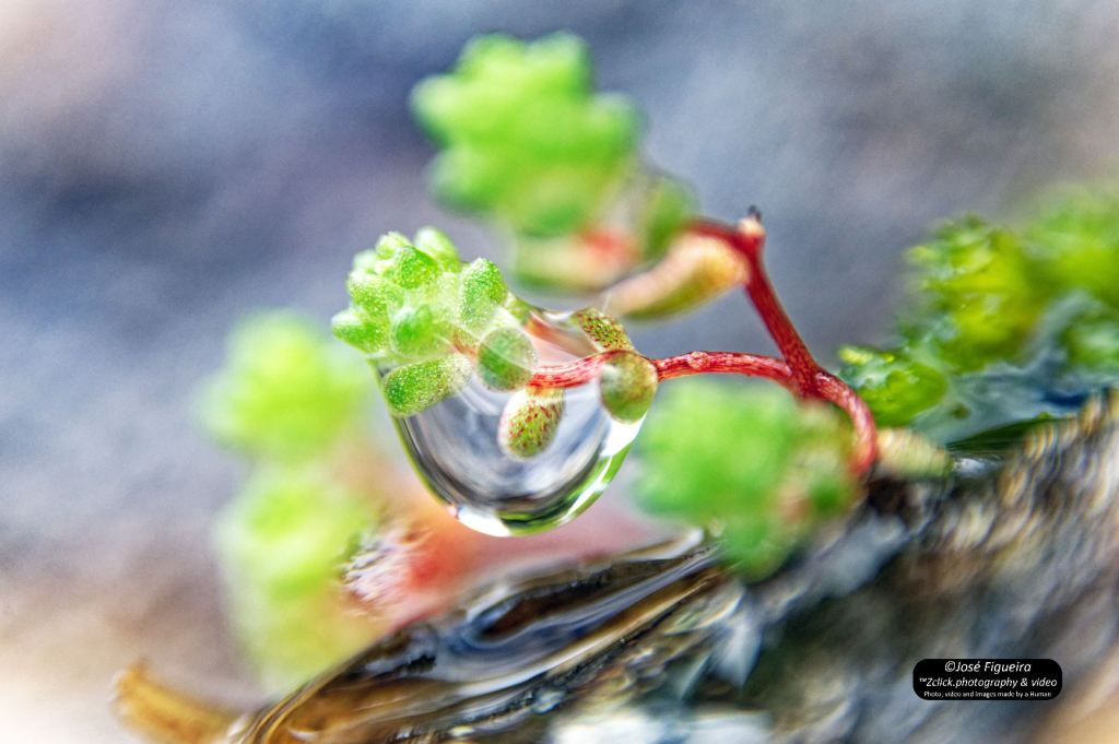 Lágrima da Serra – Tear of the&nbsp;Mountain