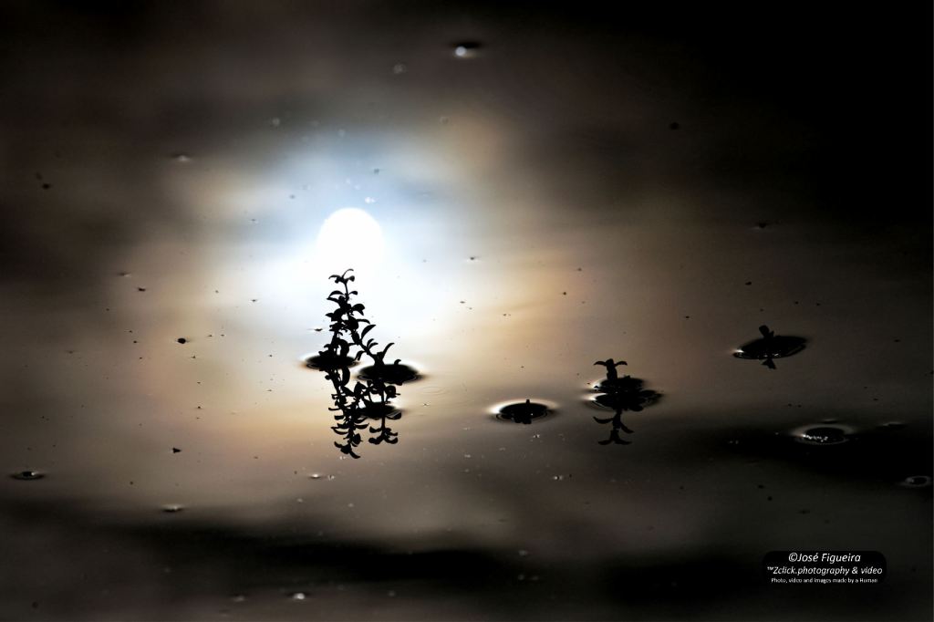 Água de Serra, Sombra de Pedra – Mountain Water, Stone&nbsp;Shadow