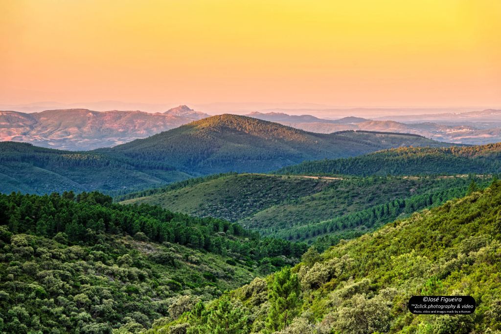 Amarelo de Amanhecer – Dawn&nbsp;Yellow