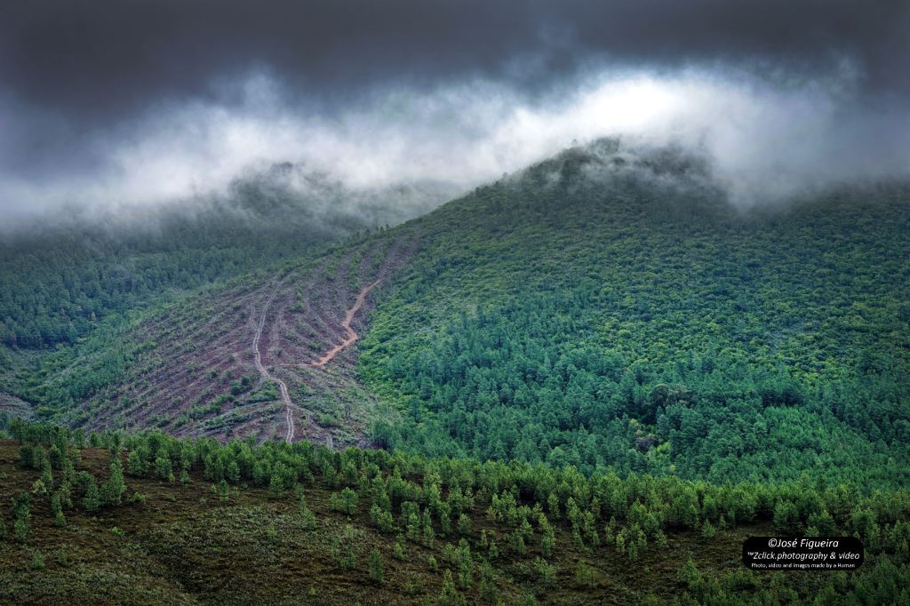 O nevoeiro aproxima-se – The fog&nbsp;approaches